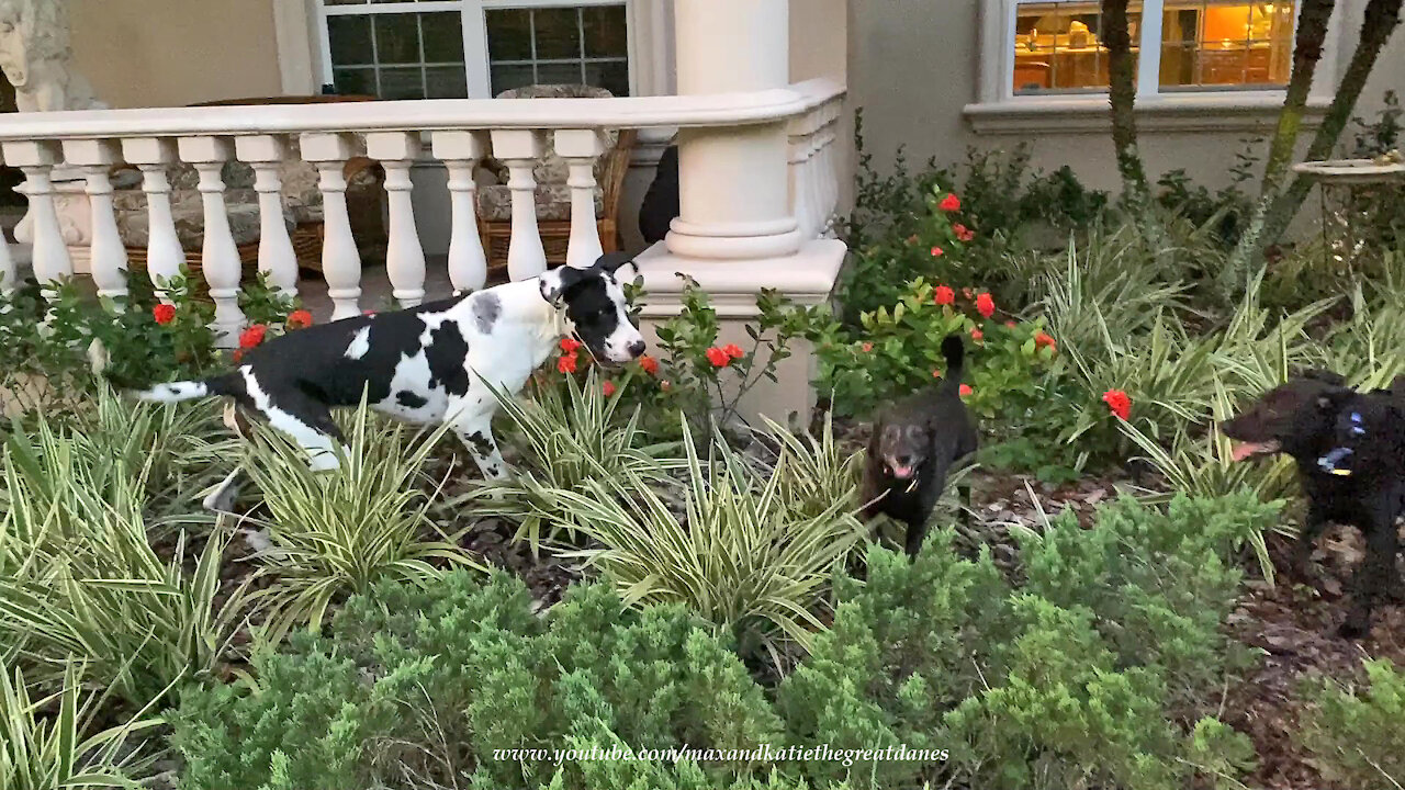 Great Dane races through the garden with his dog friends