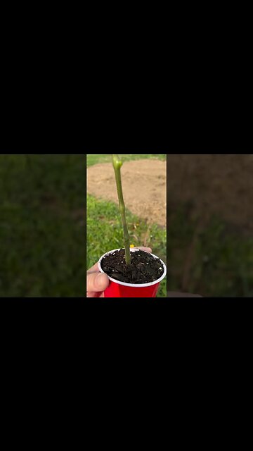 Tomato Planting Tip