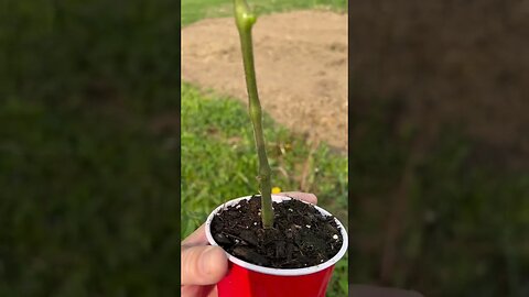 Tomato Planting Tip