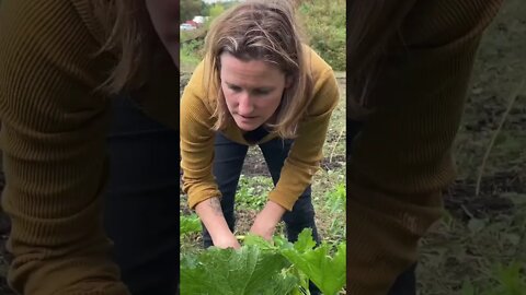 Fall Zucchini // #shorts / #gardening / #homesteading / #autumn