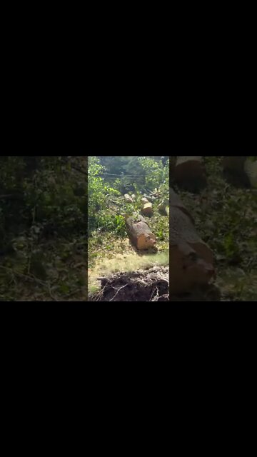 Destroyed Trees after Hurricane Fiona