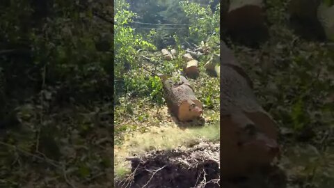 Destroyed Trees after Hurricane Fiona