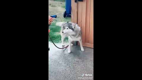 Funny animal videos compilation