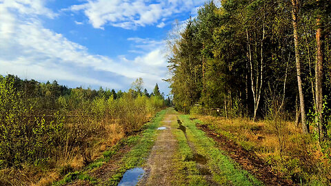 Drifting Out To The Moor - ASMR Virtual Forest Walk Nature Sounds No Music