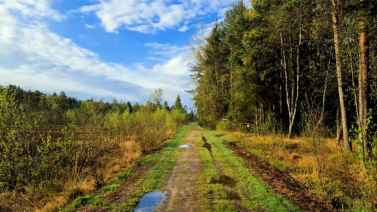 Drifting Out To The Moor - ASMR Virtual Forest Walk Nature Sounds No Music