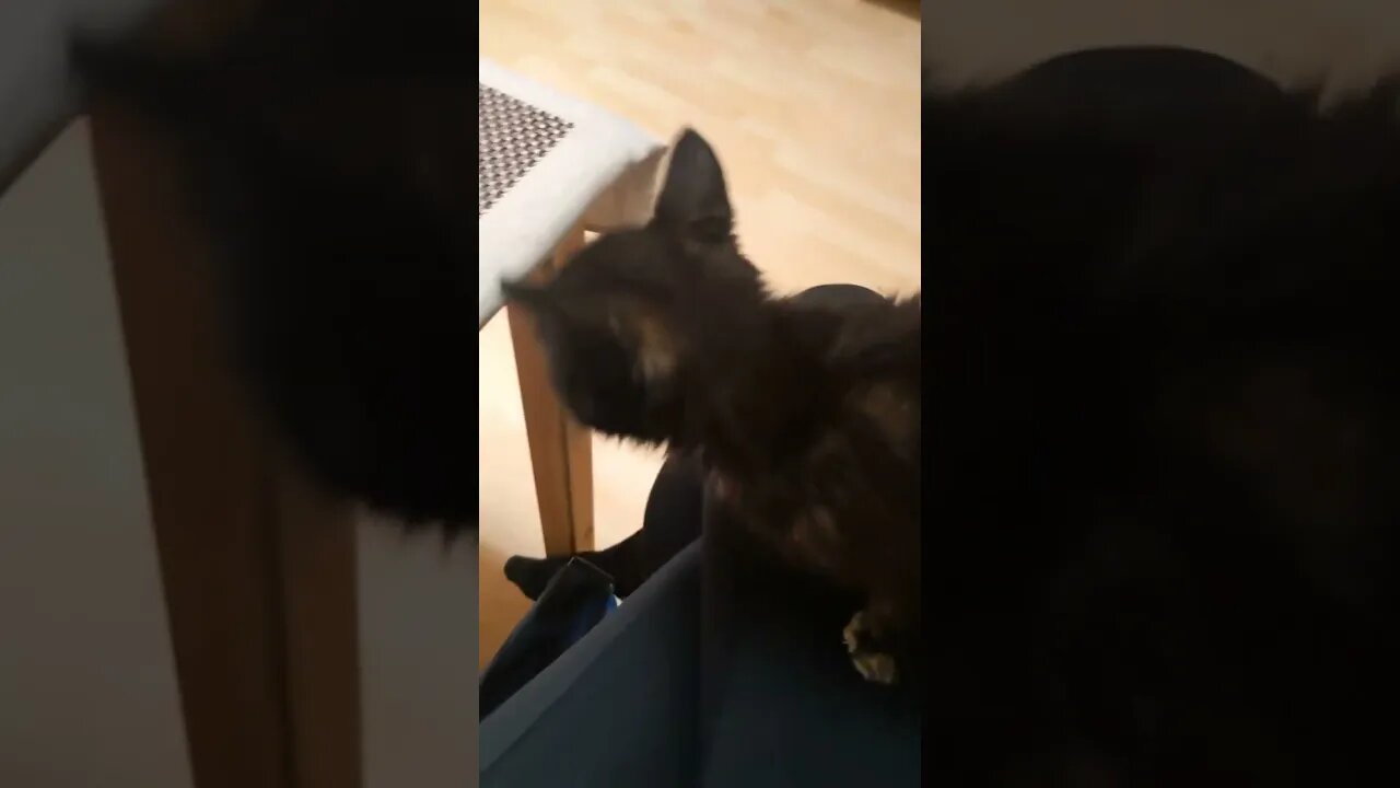 Tortoiseshell Kitten Adorably Climbs My Leg Using Claws - Tortie Cat