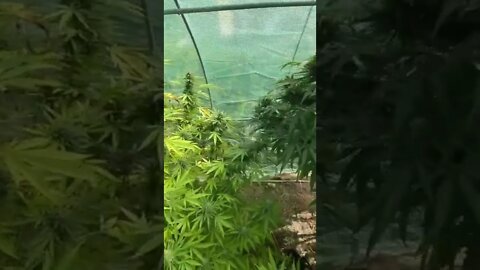 2022 Greenhouse