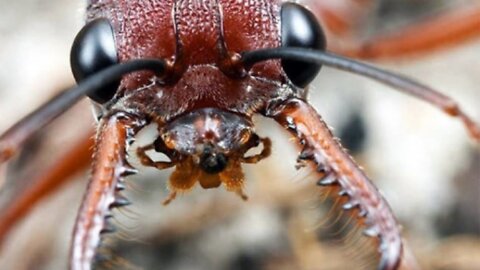 Is it true that ants don't sleep all their lives?