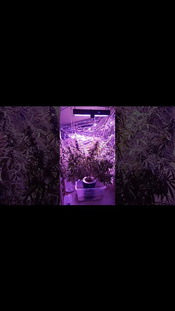 Seedsman Northern Lights Auto Partial Harvest Still a Lot Left!