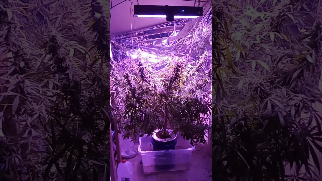 Seedsman Northern Lights Auto Partial Harvest Still a Lot Left!