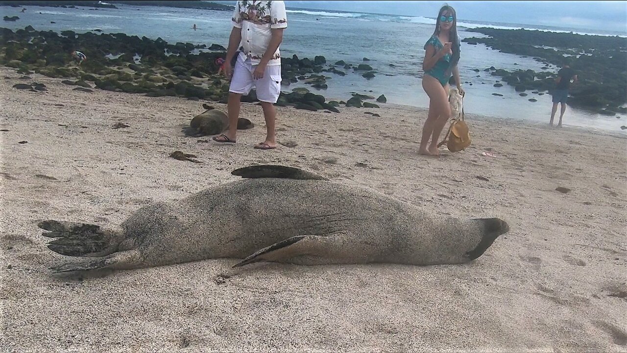 Lazy giant sea lion rolls himself all the way to the water