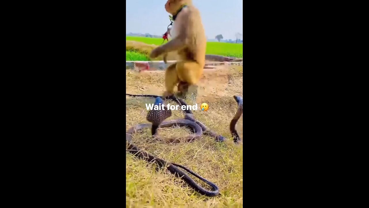 monkey vs snake