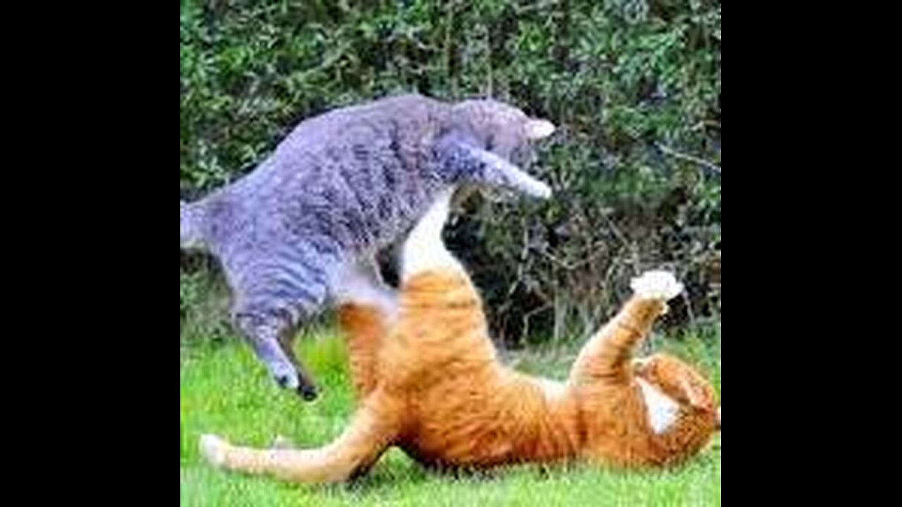 cat fight very funny