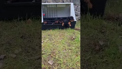 The Great Escape! Rottweiler Puppy 🐶 #Shorts #rottweiler #dogs