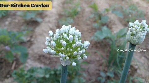 Nature,Beauty,visuals from Kitchen Garden,Vegetables Plants and Flowers,Cow and Calf,Village vibes