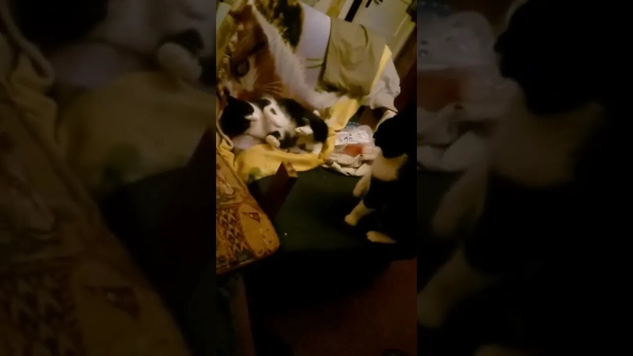 Õde ei soovi vennaga mängida enam..