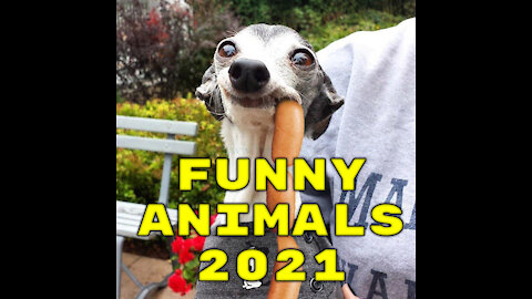 Funny animals 2021 #1