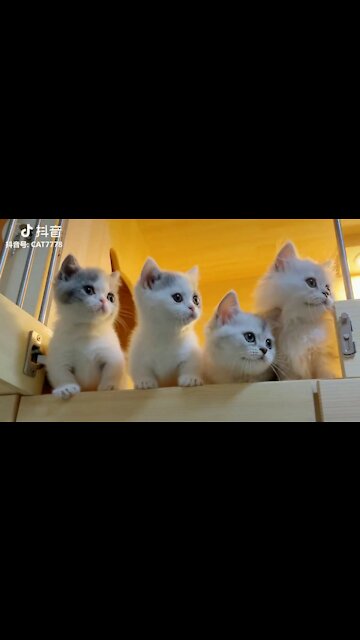 Tik tok Trung Quốc - Tik tok động vật - Thư giãn cùng boss cưng đáng yêu