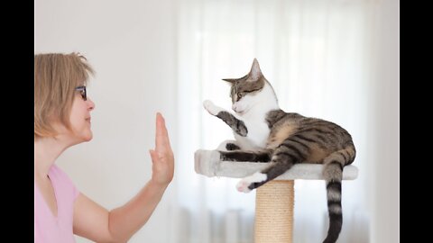 Basic Cat Training Tips-30 Tricks To Teach Your Cat