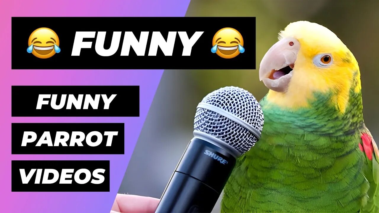 The Funniest Parrots In The World 🔴 1 Minute Animals