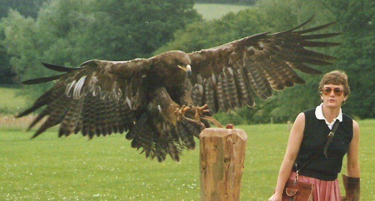 The Best Of Eagle Attacks Most Amazing Moments Of Wild Animal Fights