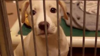 California law says pet shops can only sell rescue animals