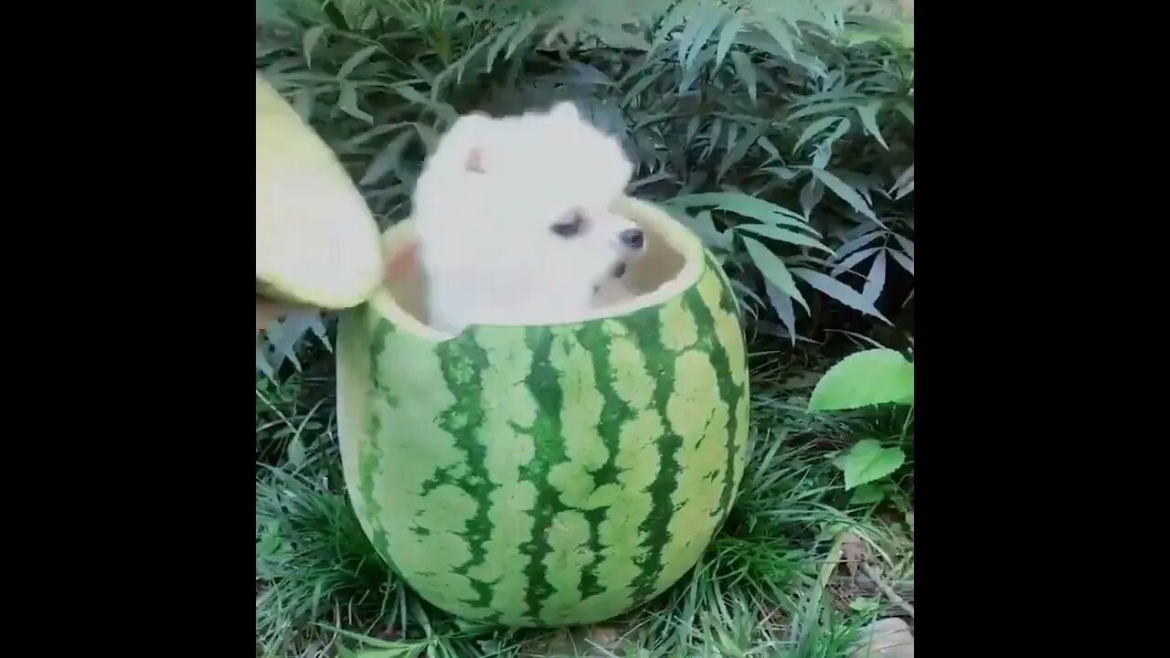 cute dog in watermelon amazing cute pet dog #shorts