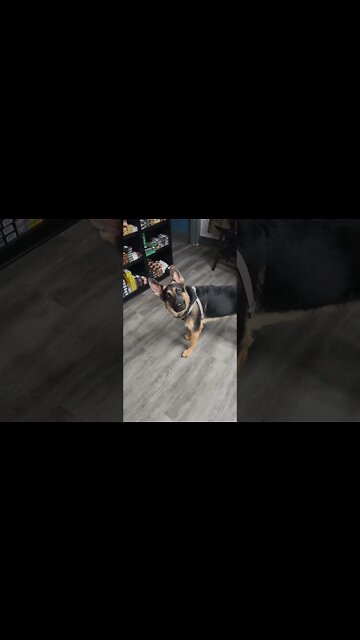 Using Kali's Favorite Words- Epic German Shepherd Head Tilt #shorts