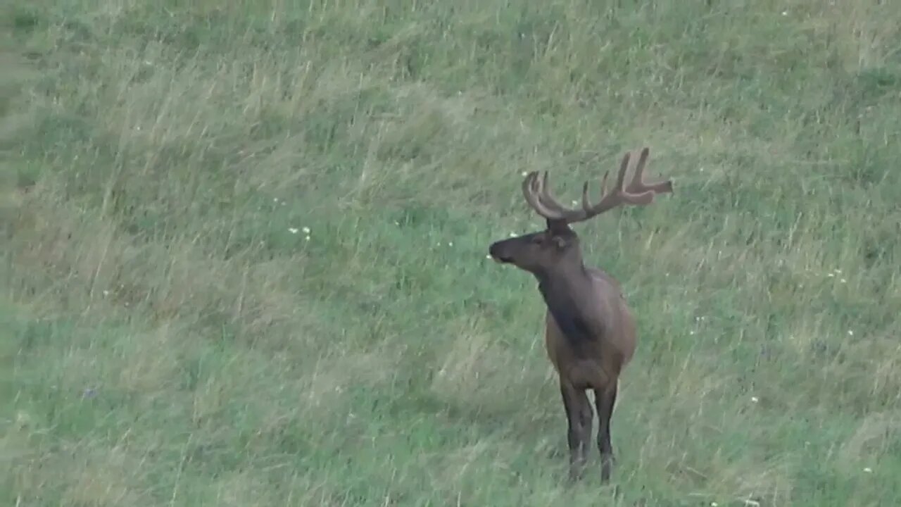 Velvet, Velvet, Velvet!