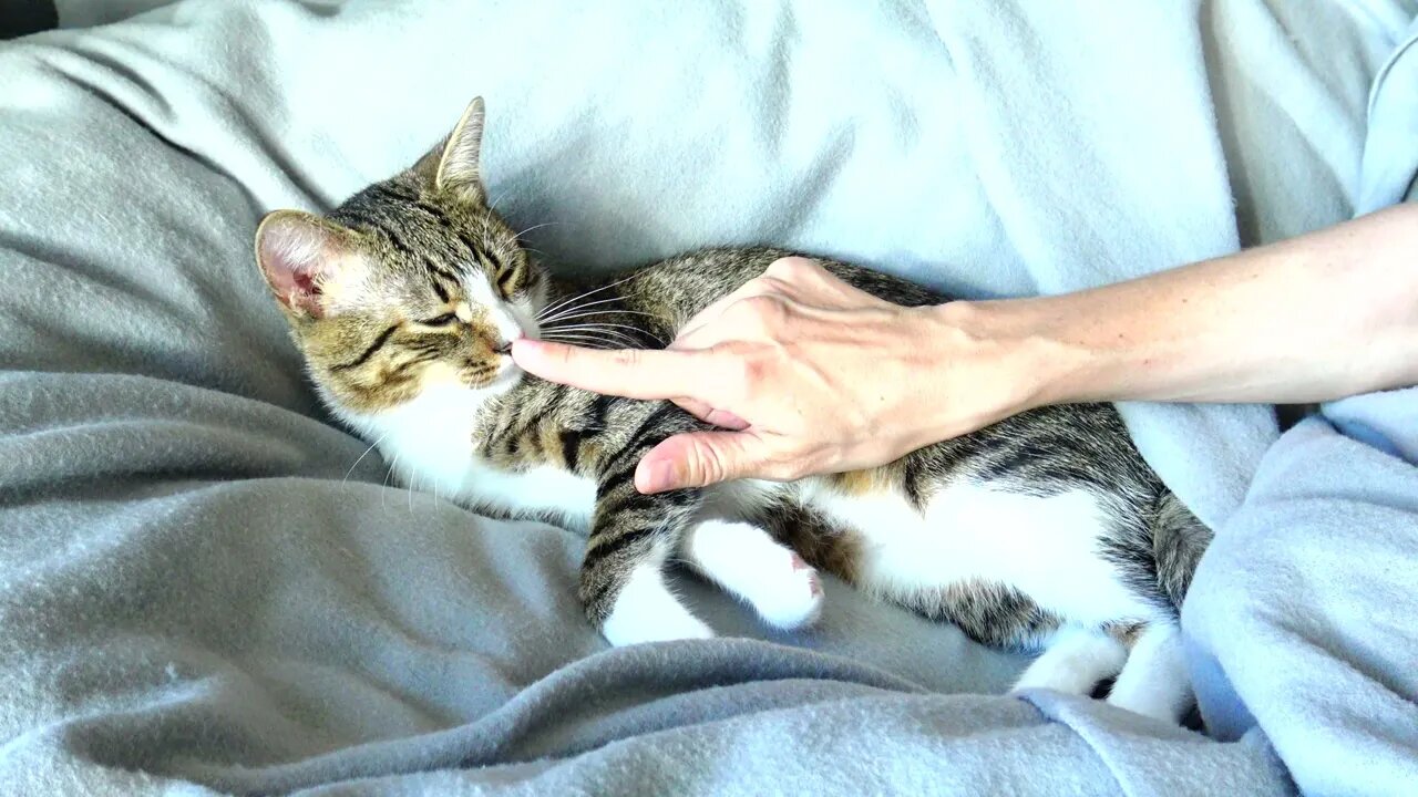 Lazy Little Cat