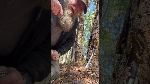 The Search for Fire Nuggets: How to Spot Fat Lighter in the Forest