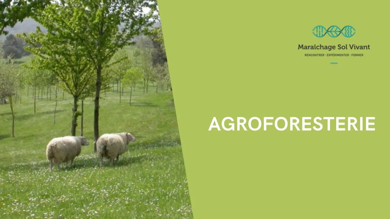 Le verger maraîcher: un exemple d'agroforesterie