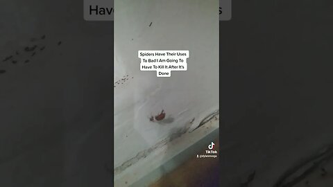 Spiders Have Their Uses To Bad I Am Going To Have To Kill It After It's Done