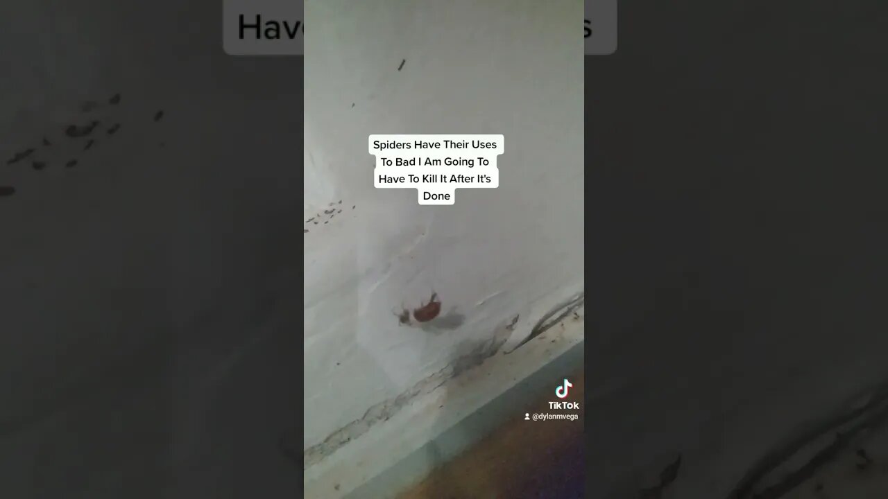 Spiders Have Their Uses To Bad I Am Going To Have To Kill It After It's Done