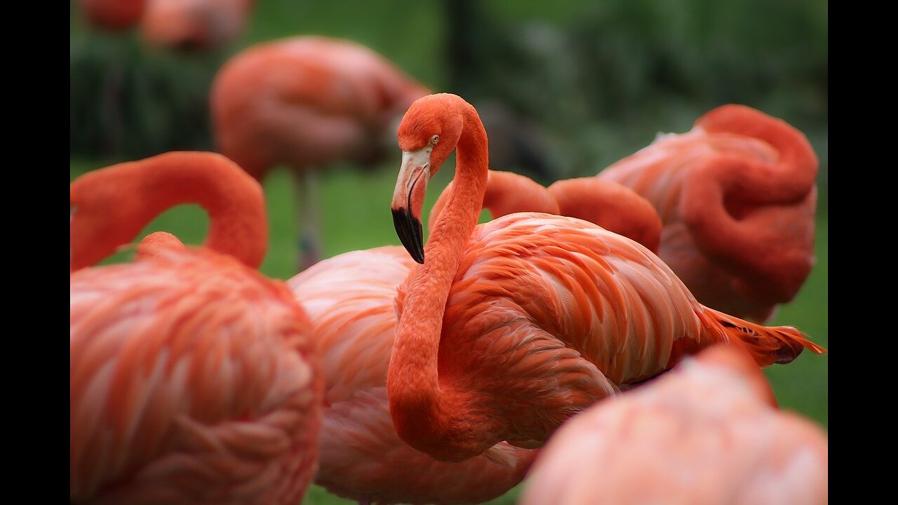 4kBrathakin Colorful Bird of thé Rainforset