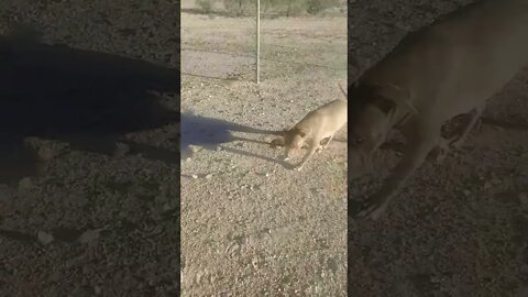 You can walk every morning @Shiddy Greg Cult Leader