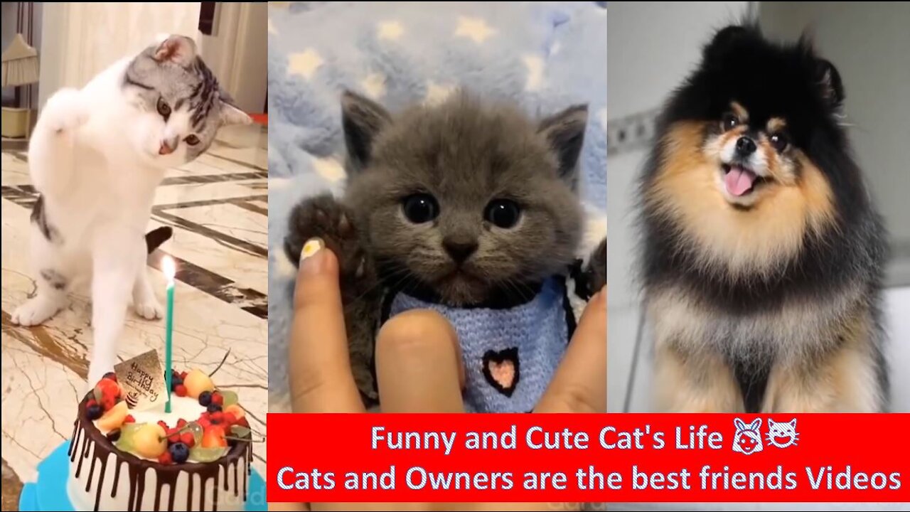 Funny and Cute Cat's Life 👯😺 Cats and Owners are the best friends Videos