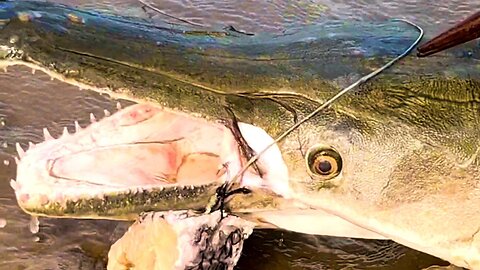 Tagging alligator gar on the trinity river 🐊