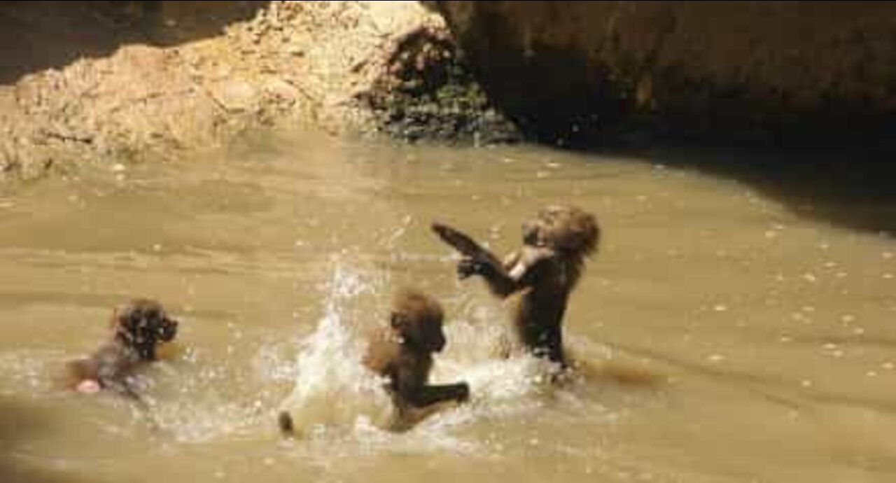 Grupo de babuínos atravessa rio de forma hilariante