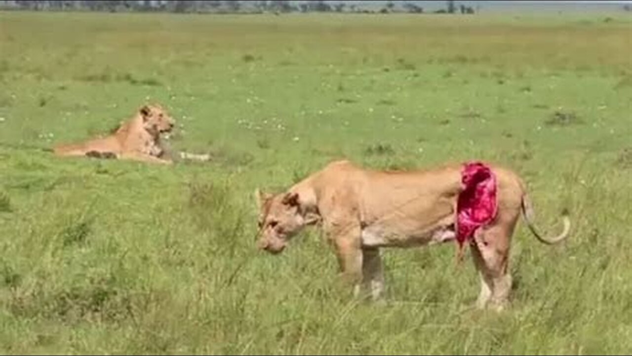 Most Injured Lion after Battle and What Happens Next in Nature - Animal Documentary - Natures Best