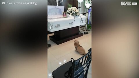 Ce chien nous fend le cœur en pleurant la mort de son maître