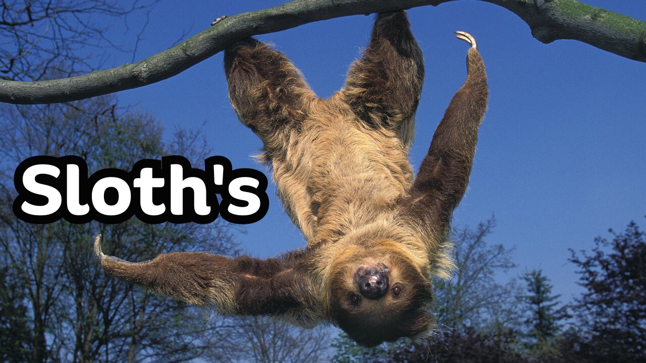 Sloth's Nature's Slowest Creatures