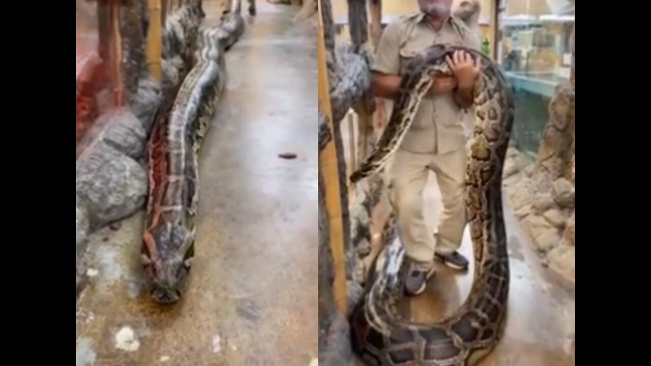 Pet big snake trening viral video