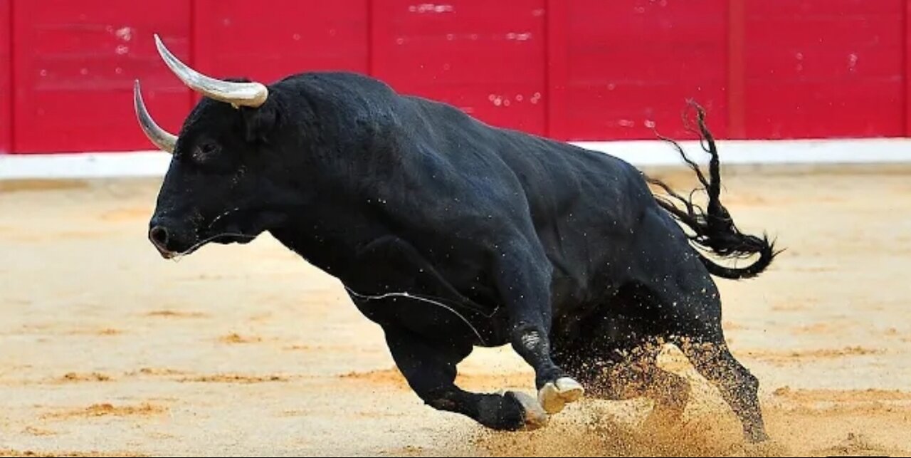 Dangerous bull attack