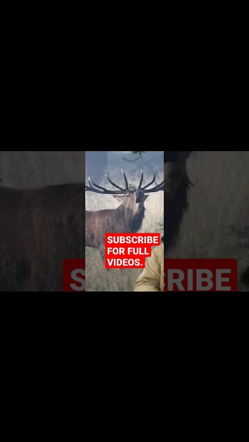 Trail camera review cheap and good #shorts