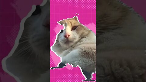MEU BB
