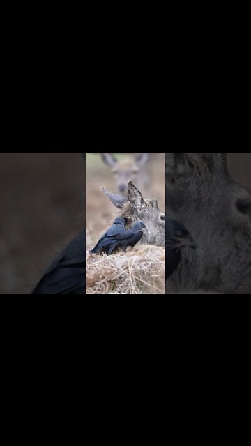 Вы видели эту жертву? (ඒ පරිත්‍යාගය දැක්කද?)(Did you see that sacrifice?)(क्या आपने वह बलिदान देखा?)