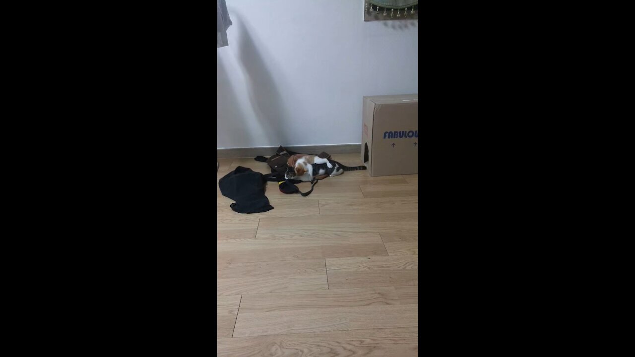 Cute fight between Korean kittens