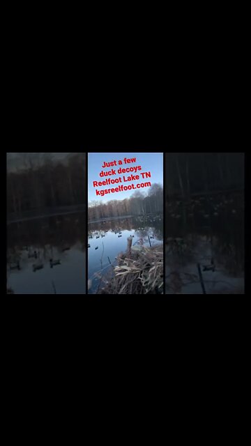 Just a few duck decoys. Reelfoot Lake TN