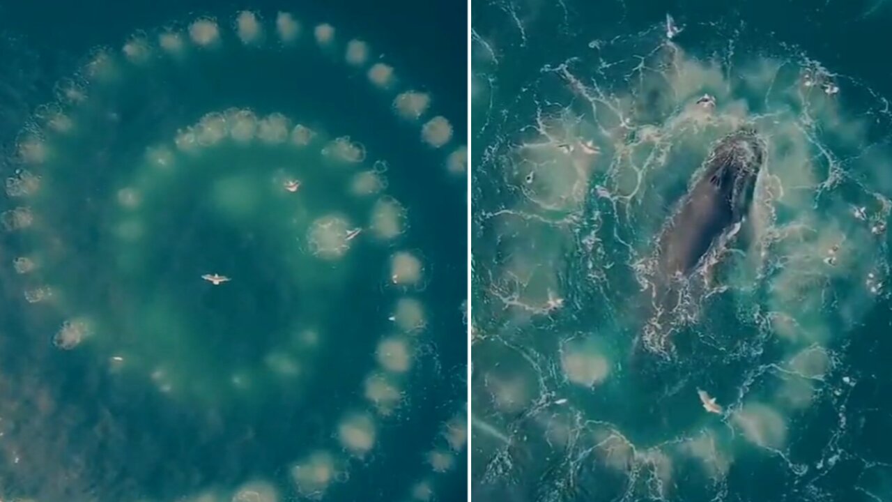 Whale Uses bubbles to catch fish